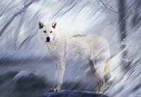 River Wolf II Fine Art Print