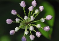Purple Flower Buds With Dew Fine Art Print