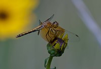 Orange Dragonfly on Green And Yellow Flower Fine Art Print