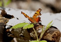 Orange And Black Butterfly On Wood Fine Art Print