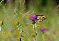 Orange Butterfly On Purple Flower Bloom I Fine Art Print