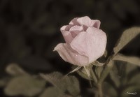 Pink Flower Closeup II Fine Art Print