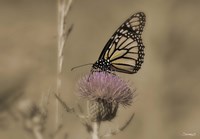 Black And White Butterfly On Flower Fine Art Print