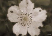 Open White Flower Bloom Fine Art Print