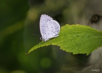 Moth and Wolf Fine Art Print