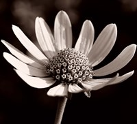 Buffalo River Flower 13 Fine Art Print