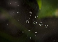 Dew Drops On Web Fine Art Print
