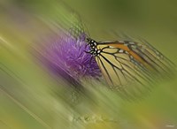 Natural Motif V Fine Art Print