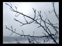 Ice Branch 2 Fine Art Print