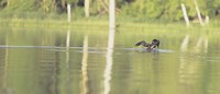Common Loon 8 Fine Art Print