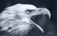 Bald Eagle 4 Fine Art Print