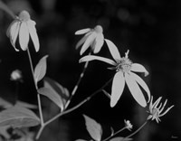 Wildflowers 10 Fine Art Print