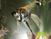 Angel Fish XIII Fine Art Print