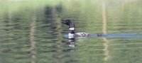 Common Loon 6 Fine Art Print