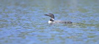 Common Loon 7 Fine Art Print
