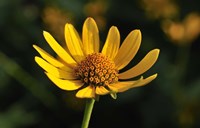 Shades Of Nature Yellow Flower On Green Fine Art Print