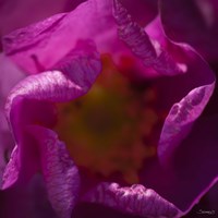 Pink Flower Interior Fine Art Print