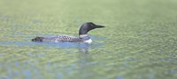 Common Loon 4 Fine Art Print