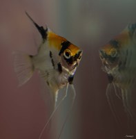 Angel Fish VII Fine Art Print