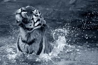 Tiger Splash Fine Art Print