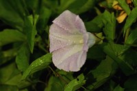Shades Of Nature Lavendar And White Flower II Fine Art Print