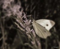 Moth On Lavendar Wildflower Fine Art Print