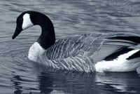 S Goose Fine Art Print