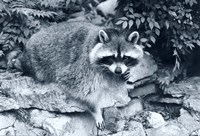 Raccoon 2 Fine Art Print