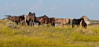 Horses In Yellow Field Fine Art Print