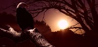 Eagle Sunrise Fine Art Print
