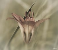 Red Flower And Grass Blade Fine Art Print