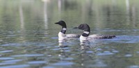 Common Loon 5 Fine Art Print