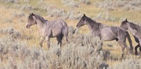Wild Horses 10 Fine Art Print