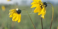 Yellow Wild Flowers And Web Fine Art Print