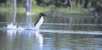 Common Loon 1 Fine Art Print