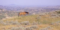 Wild Horses 14 Fine Art Print