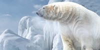 Arctic Frost Bear Fine Art Print