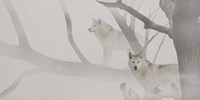 White Wolves In Mist Fine Art Print