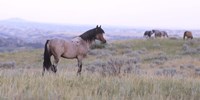 Wild Horses 23 Fine Art Print