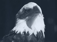 Bald Eagle 2 Fine Art Print