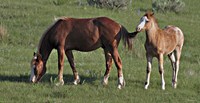 Wildhorses 19 Fine Art Print