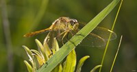Yellow Dragonfly On Leaf Fine Art Print