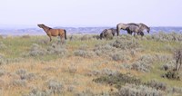 Wild Horses 20 Fine Art Print