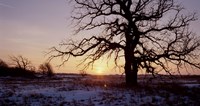 Sunset And Tree Silhouettes In Snow I Fine Art Print