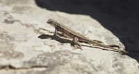 Canyonland Small Lizard 19 Fine Art Print