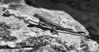 Canyon Land Lizard Fine Art Print