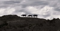 Horse Silhouettes Under Clouded Sky Fine Art Print