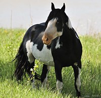 Wildhorses 2 Fine Art Print