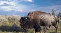 Bison Walking Fine Art Print