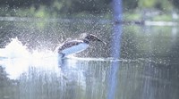 Common Loon 2 Fine Art Print